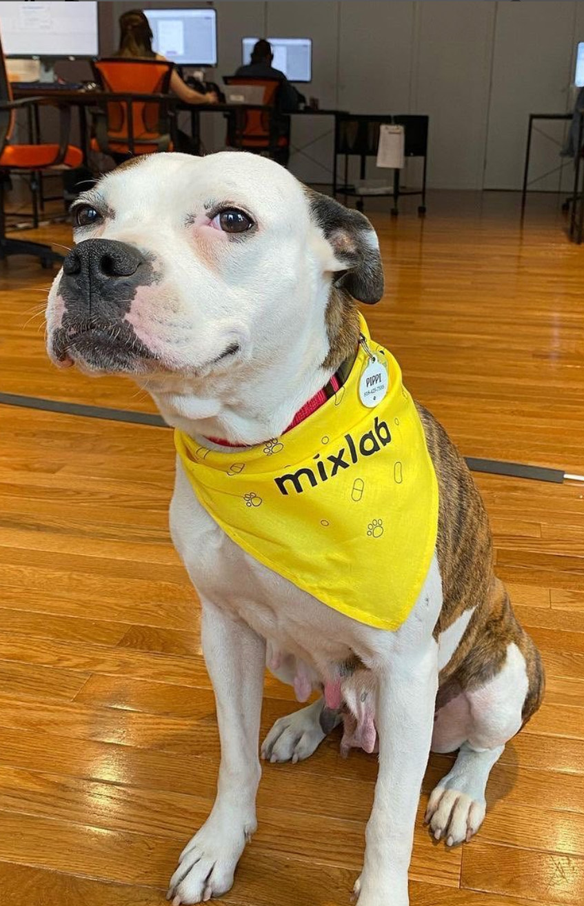 Careers at Mixlab Fastest Growing Pet Pharmacy